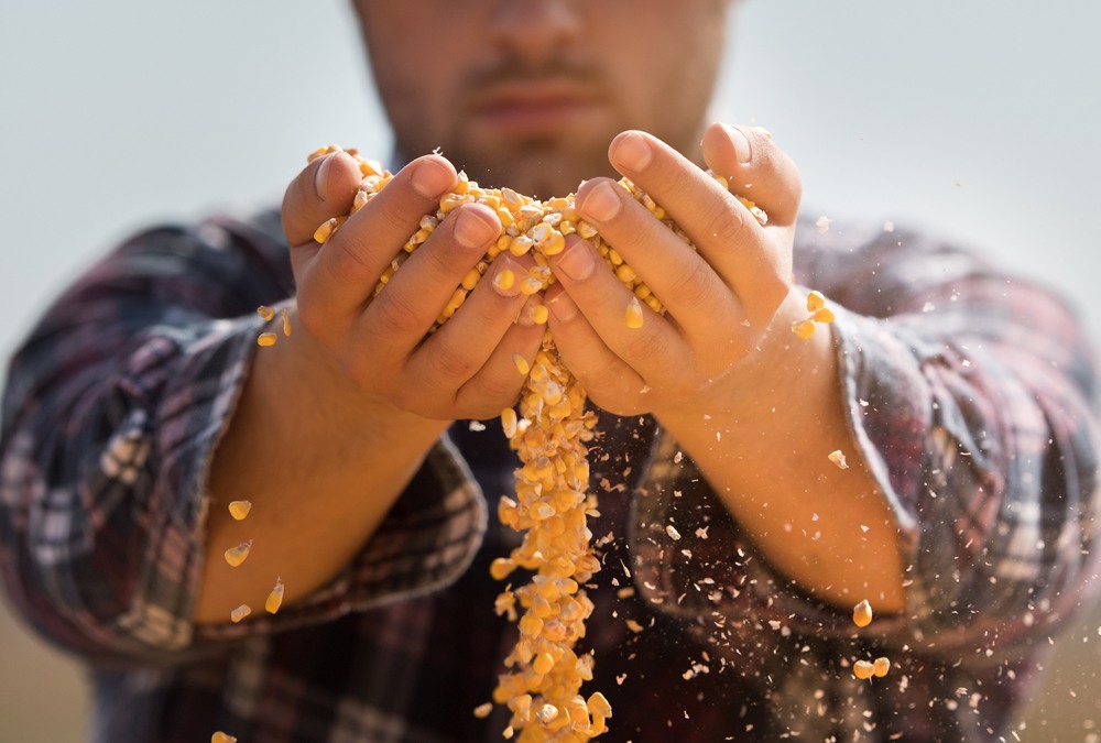 man pouring corn kernels through hand