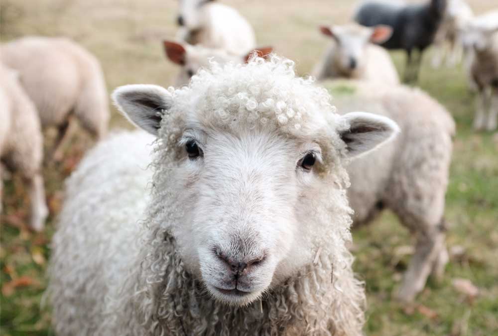 sheep looking directly at you