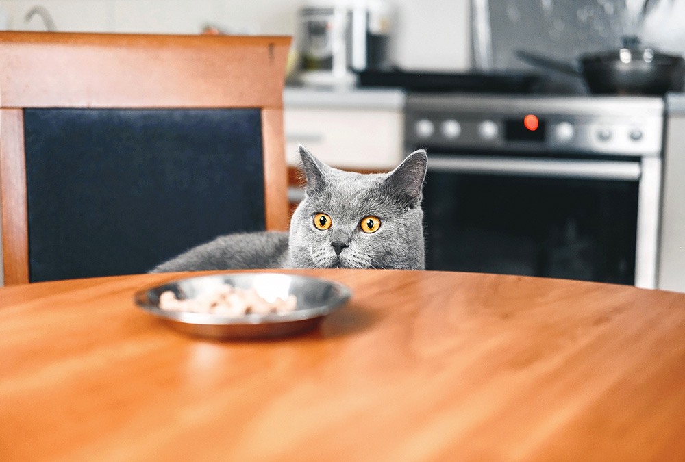 cat looking at dish on table
