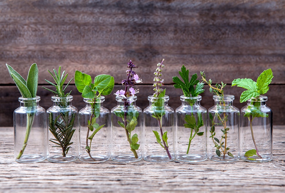 growing herbs out of glass bottles